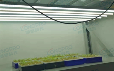 UV紫外線照射實驗：植物如何應(yīng)對自然環(huán)境中的紫外線威脅？